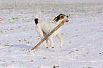 hundefotos parson_russell_terrier