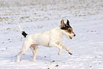 hundefotos parson_russell_terrier