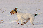 hundefotos parson_russell_terrier