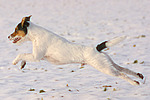 hundefotos parson_russell_terrier