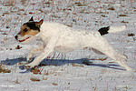 hundefotos parson_russell_terrier