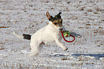 hundefotos parson_russell_terrier