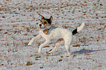 hundefotos parson_russell_terrier