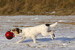 hundefotos parson_russell_terrier