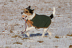 hundefotos parson_russell_terrier