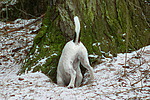 hundefotos parson_russell_terrier