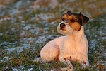 hundefotos parson_russell_terrier