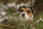 hundefotos parson_russell_terrier