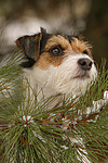 hundefotos parson_russell_terrier