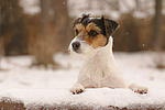 hundefotos parson_russell_terrier