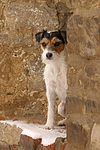 hundefotos parson_russell_terrier