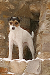 hundefotos parson_russell_terrier
