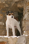 hundefotos parson_russell_terrier