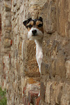hundefotos parson_russell_terrier