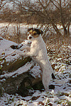 hundefotos parson_russell_terrier