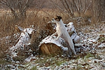 hundefotos parson_russell_terrier