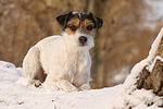 hundefotos parson_russell_terrier