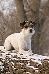 hundefotos parson_russell_terrier