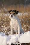 hundefotos parson_russell_terrier