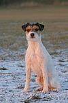 hundefotos parson_russell_terrier