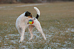 hundefotos parson_russell_terrier