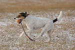 hundefotos parson_russell_terrier