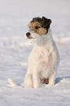 hundefotos parson_russell_terrier