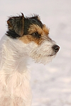 hundefotos parson_russell_terrier