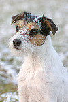 hundefotos parson_russell_terrier