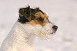 hundefotos parson_russell_terrier