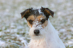 hundefotos parson_russell_terrier