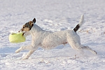 hundefotos parson_russell_terrier