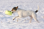 hundefotos parson_russell_terrier