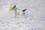 hundefotos parson_russell_terrier
