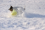 hundefotos parson_russell_terrier