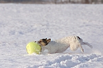 hundefotos parson_russell_terrier