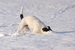 hundefotos parson_russell_terrier