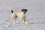 hundefotos parson_russell_terrier