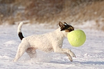 hundefotos parson_russell_terrier