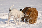 hundefotos parson_russell_terrier