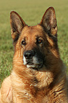 hundefotos deutscher_schaeferhund