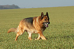 hundefotos deutscher_schaeferhund