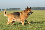 hundefotos deutscher_schaeferhund