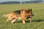 hundefotos deutscher_schaeferhund