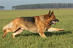 hundefotos deutscher_schaeferhund