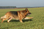 hundefotos deutscher_schaeferhund