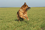hundefotos deutscher_schaeferhund
