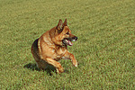 hundefotos deutscher_schaeferhund