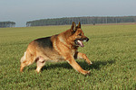 hundefotos deutscher_schaeferhund