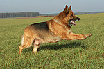 hundefotos deutscher_schaeferhund